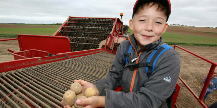 Ben attends the third grade at Ostrau Elementary School. On Thursday, he was allowed to attend the potato harvest of Agrar AG Ostrau. © Lars Halbauer