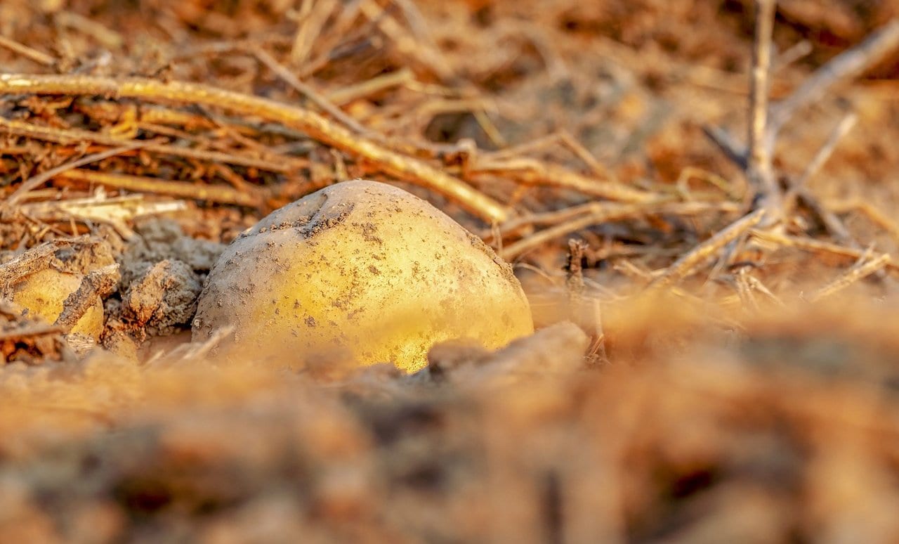 Neues Resistenzgen gegen die verheerende Kartoffelkrankheit, die die irische Hungersnot verursachte