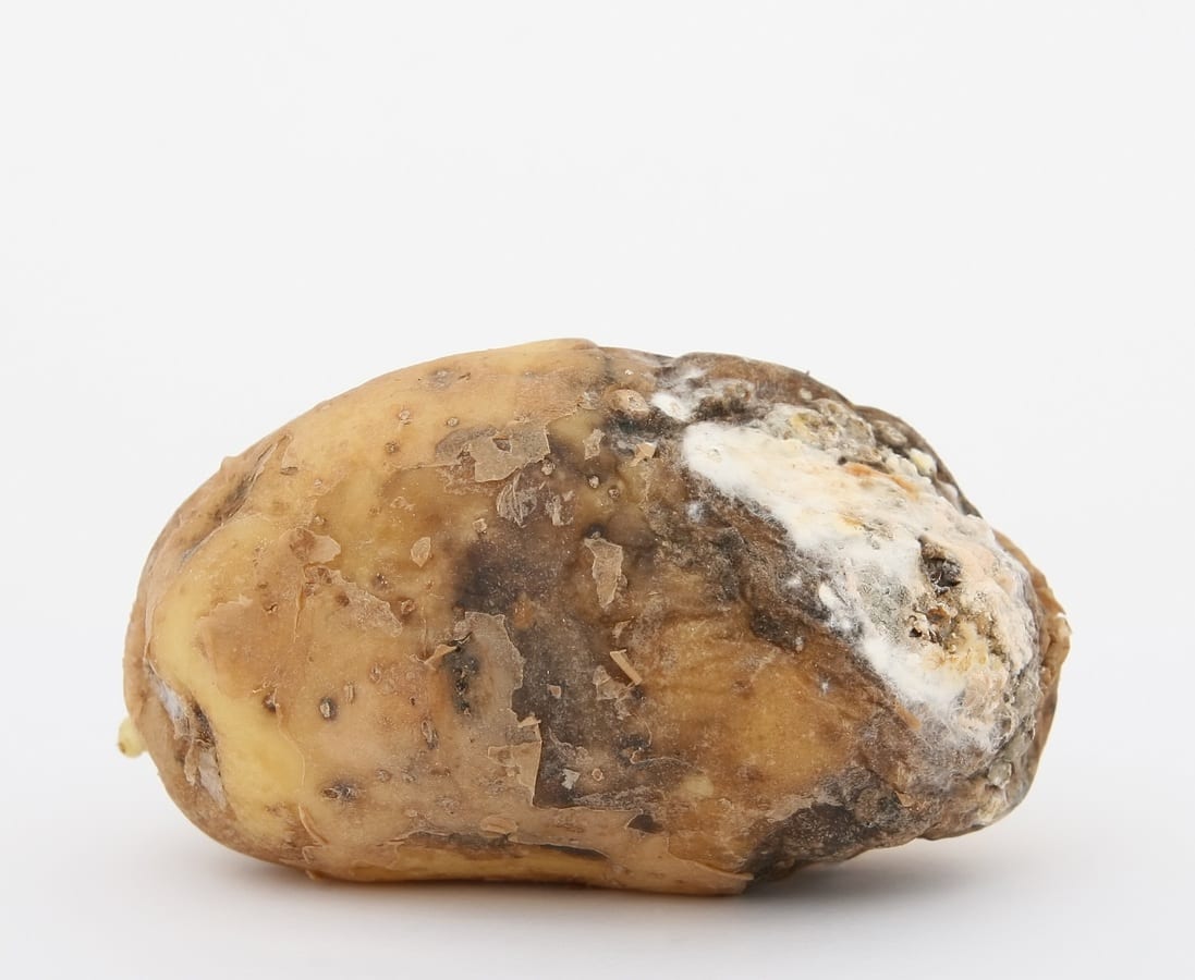 Summary of Potato Tuber Necrotic Virus (PVY,PMTV, TRV) Management Strategies 10 Summary of Potato Tuber Necrotic Virus (PVY,PMTV, TRV) Management Strategies