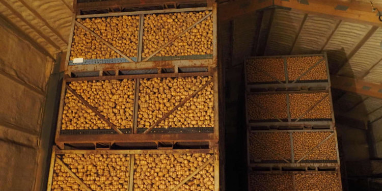 The Rendeler farmer Horst Scheller stores 1500 tons of potatoes at five degrees Celsius. Another 1000 tons are stored without cooling. PHOTOS: CHRISTINE FAUERBACH