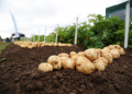 Courier Farming - Farming - Nancy Nicolson story - the James Hutton Institute, Potatoes in Practice event, Balruddery Farm. Picture Shows; general view of the event, Balruddery Farm, Fowlis, Thursday, 10 August 2016