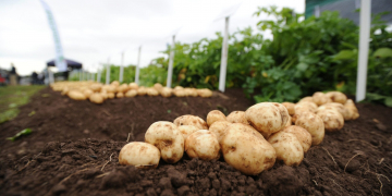 Courier Farming - Farming - Nancy Nicolson story - the James Hutton Institute, Potatoes in Practice event, Balruddery Farm. Picture Shows; general view of the event, Balruddery Farm, Fowlis, Thursday, 10 August 2016