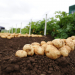 Courier Farming - Farming - Nancy Nicolson story - the James Hutton Institute, Potatoes in Practice event, Balruddery Farm. Picture Shows; general view of the event, Balruddery Farm, Fowlis, Thursday, 10 August 2016