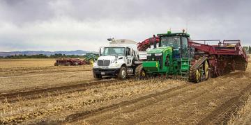 Good year for spuds in Idaho, marketers say