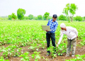 Growers can empower themselves through a livelihood strategy that collectivises the smaller producers into FPOs which are then integrated into an inclusive value chain