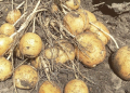 Growth of yellow potatoes and overall quality fuel optimism in Red River Valley