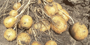 Growth of yellow potatoes and overall quality fuel optimism in Red River Valley