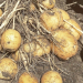 Growth of yellow potatoes and overall quality fuel optimism in Red River Valley