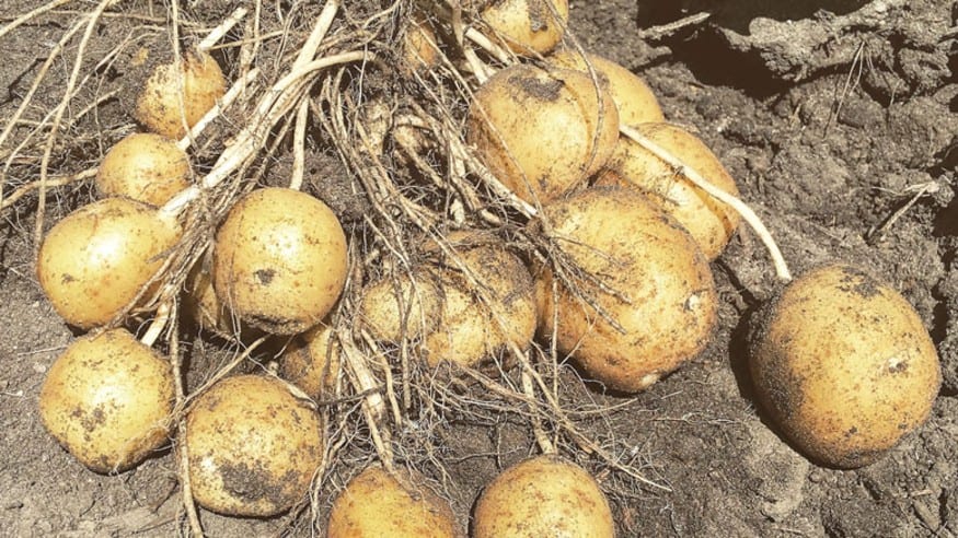 Growth of yellow potatoes and overall quality fuel optimism in Red River Valley 23 Growth of yellow potatoes and overall quality fuel optimism in Red River Valley