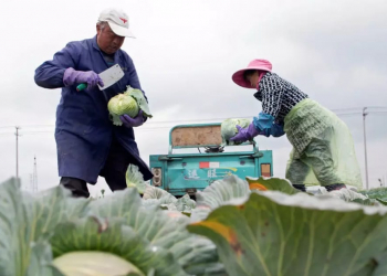 How China's digital farmers can grow a post-COVID-19 future