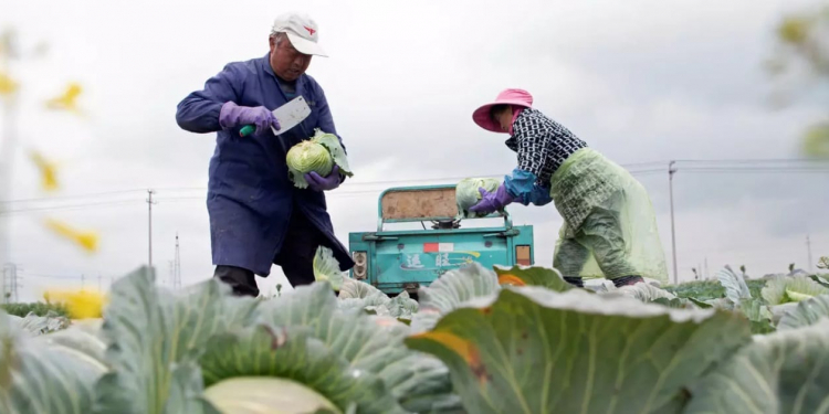 How China's digital farmers can grow a post-COVID-19 future