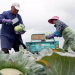 How China's digital farmers can grow a post-COVID-19 future