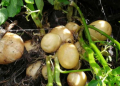 Costa Rica: MAG makes available to farmers new potato variety called "Palmira"