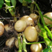 Costa Rica: MAG makes available to farmers new potato variety called "Palmira"