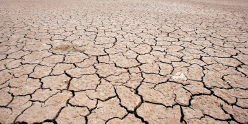 Harvest: Major regional differences due to drought