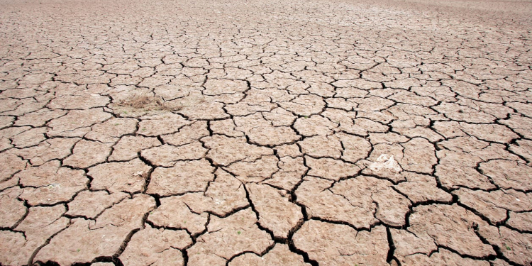 Harvest: Major regional differences due to drought