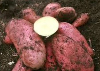 Guatemala: Ministry of Agriculture to release two new potato varieties