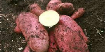 Guatemala: Ministry of Agriculture to release two new potato varieties