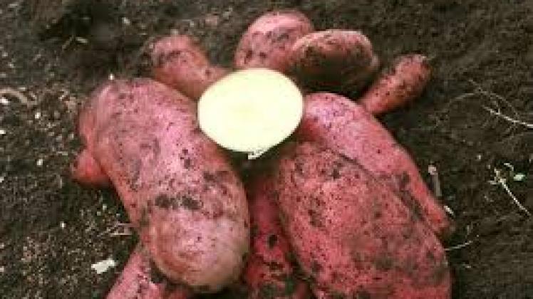 Guatemala: Ministry of Agriculture to release two new potato varieties 7 Guatemala: Ministry of Agriculture to release two new potato varieties