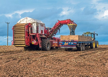 Mud brings potato harvest drudgery