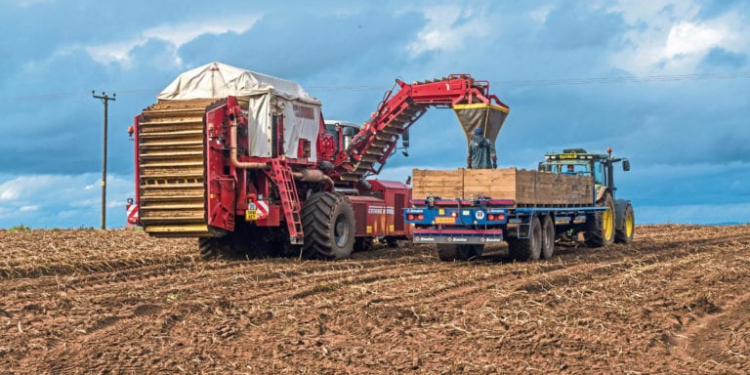 Mud brings potato harvest drudgery