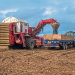 Mud brings potato harvest drudgery