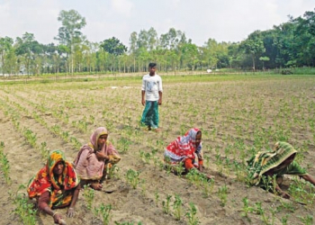 Nilphamari farmers pinning hopes on early variety potato