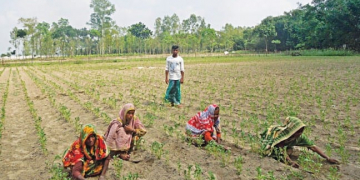 Nilphamari farmers pinning hopes on early variety potato