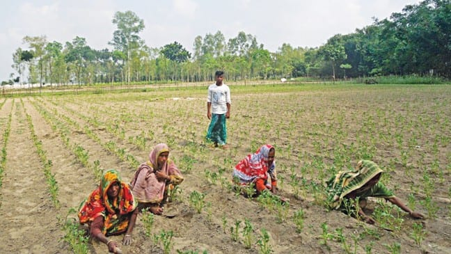 Nilphamari farmers pinning hopes on early variety potato