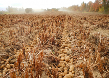 This year's potato harvest was met with an unrelenting drought that diminished crops and tied up water resources for Aroostook County farmers.