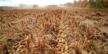 This year's potato harvest was met with an unrelenting drought that diminished crops and tied up water resources for Aroostook County farmers.