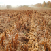 This year's potato harvest was met with an unrelenting drought that diminished crops and tied up water resources for Aroostook County farmers.