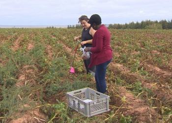 Judith Nyiraneza, living lab co-lead scientist, says her colleagues at Agriculture Canada are interested in watching the living lab model and the results the work is producing. (Rick Gibbs/CBC)