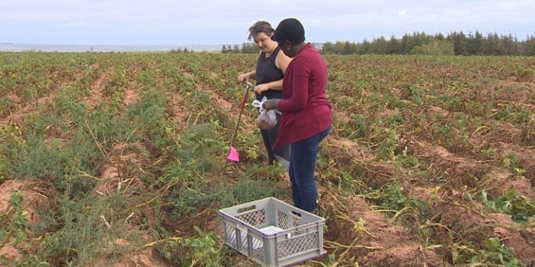 Judith Nyiraneza, living lab co-lead scientist, says her colleagues at Agriculture Canada are interested in watching the living lab model and the results the work is producing. (Rick Gibbs/CBC)