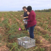 Judith Nyiraneza, living lab co-lead scientist, says her colleagues at Agriculture Canada are interested in watching the living lab model and the results the work is producing. (Rick Gibbs/CBC)