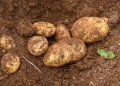 Plant pathologist Lois Ransom delivers her review into SA potato imports