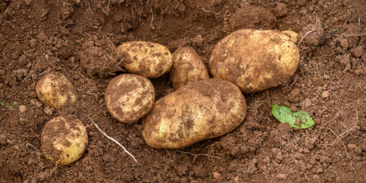 Plant pathologist Lois Ransom delivers her review into SA potato imports