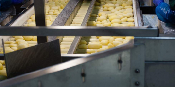 The Dutch potato processors processed 318,700 tonnes of potatoes in September to 146,600 tonnes of pre-baked product and 25,000 tonnes of other products. That's a slight plus compared to August.