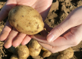 Potatoes harvested from Cecarellis Harrison Hill Farm. (Photo: Christelle Ramos/Yale Hospitality)