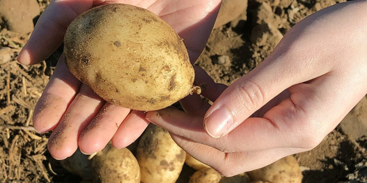 Potatoes harvested from Cecarellis Harrison Hill Farm. (Photo: Christelle Ramos/Yale Hospitality)