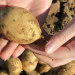 Potatoes harvested from Cecarellis Harrison Hill Farm. (Photo: Christelle Ramos/Yale Hospitality)