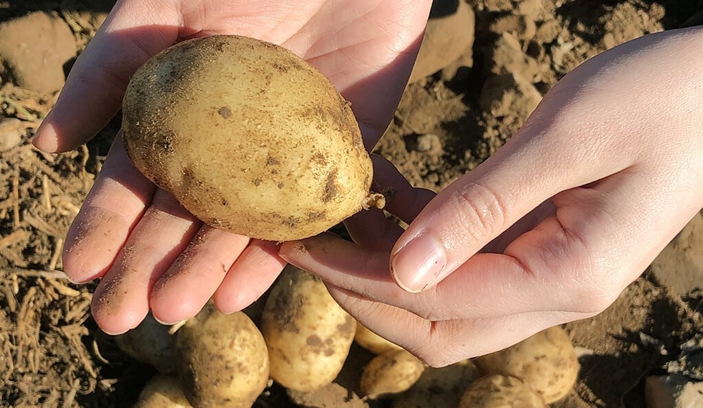Yale’s quest for a better potato. 5 Potatoes harvested from Cecarellis Harrison Hill Farm. (Photo: Christelle Ramos/Yale Hospitality)