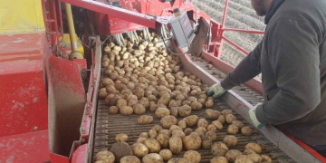 Potatoes in the age of shifting markets: Annat Farms