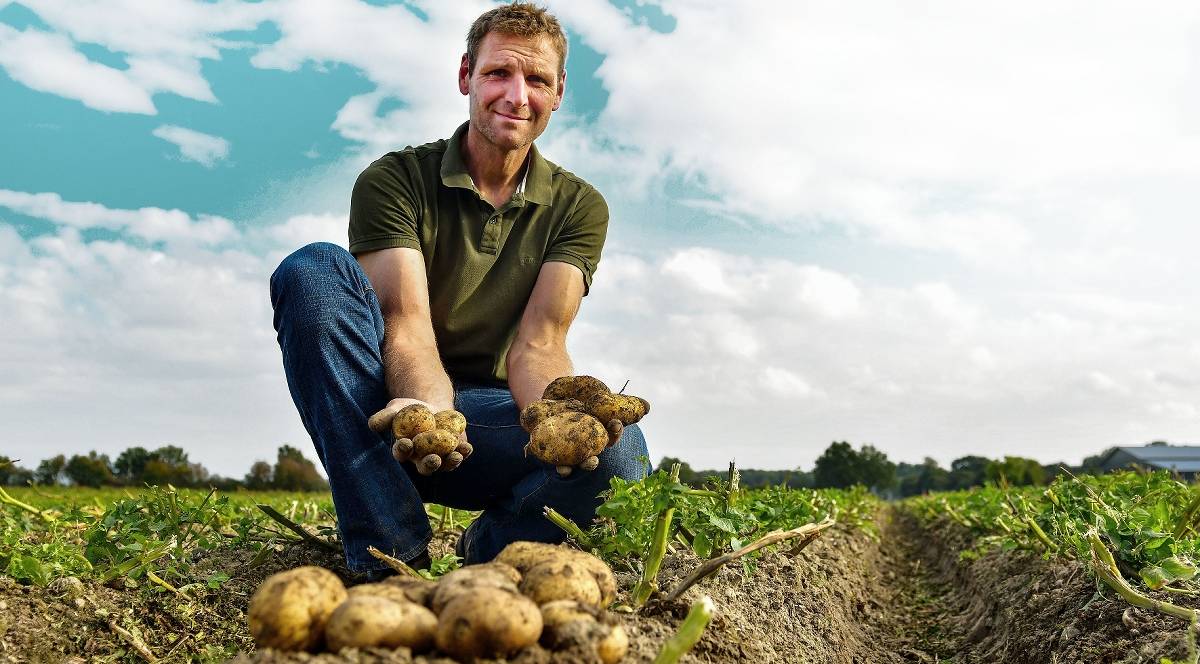 Potatoes must fall softly