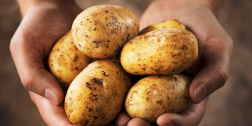 Potatoes reduce arable sales