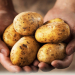 Potatoes reduce arable sales