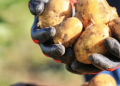 The NEPG expects that producers in the north-west of the EU will plant a total of 15 percent fewer potatoes next spring.