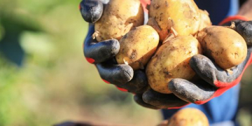 The NEPG expects that producers in the north-west of the EU will plant a total of 15 percent fewer potatoes next spring.