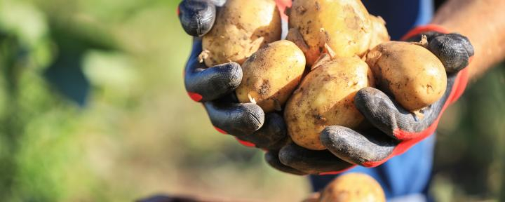 The NEPG expects that producers in the north-west of the EU will plant a total of 15 percent fewer potatoes next spring.