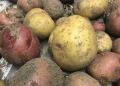 The potato originally came from the Andes Mountains in Peru. (Photo provided/Chuck Martin)